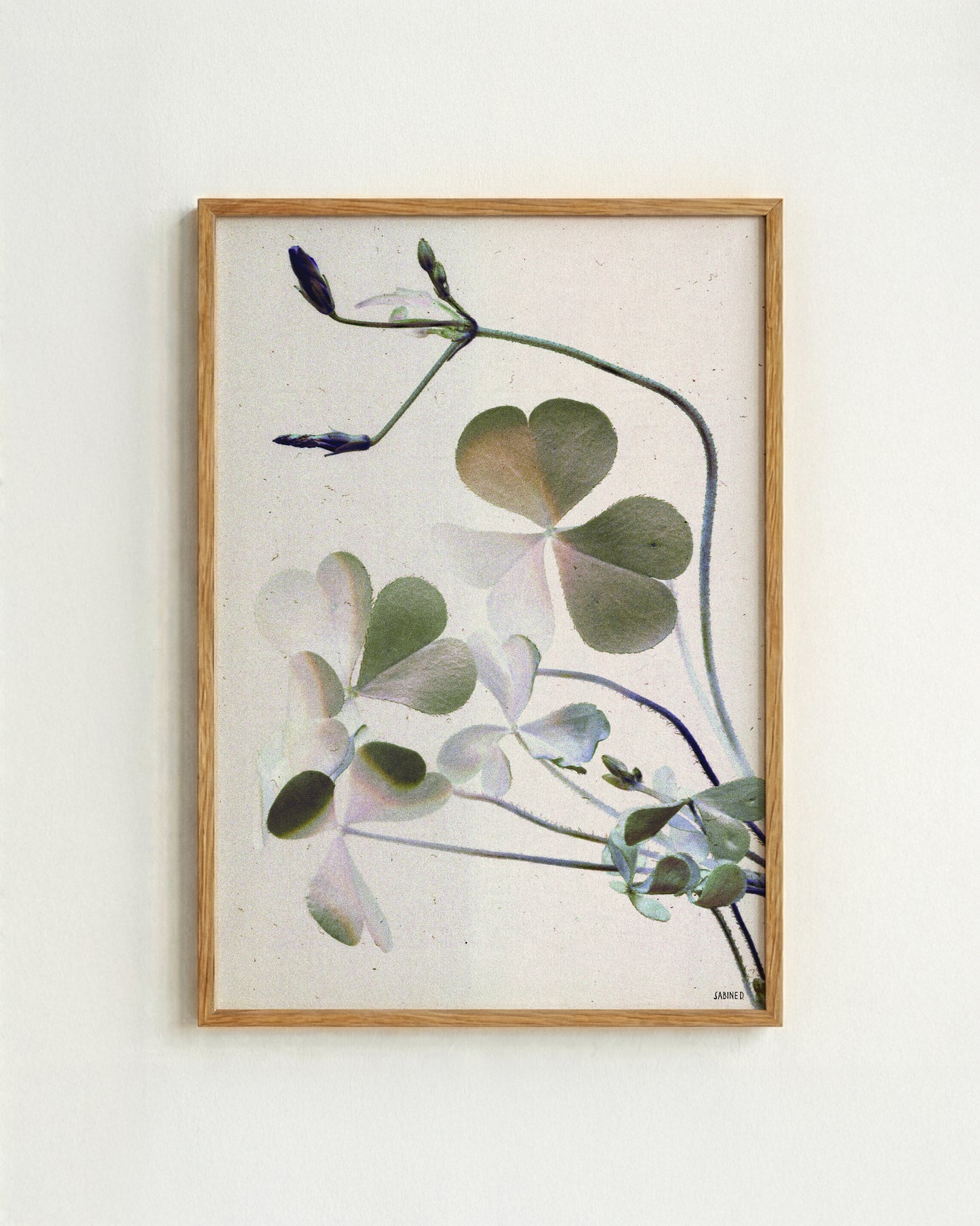 Clover