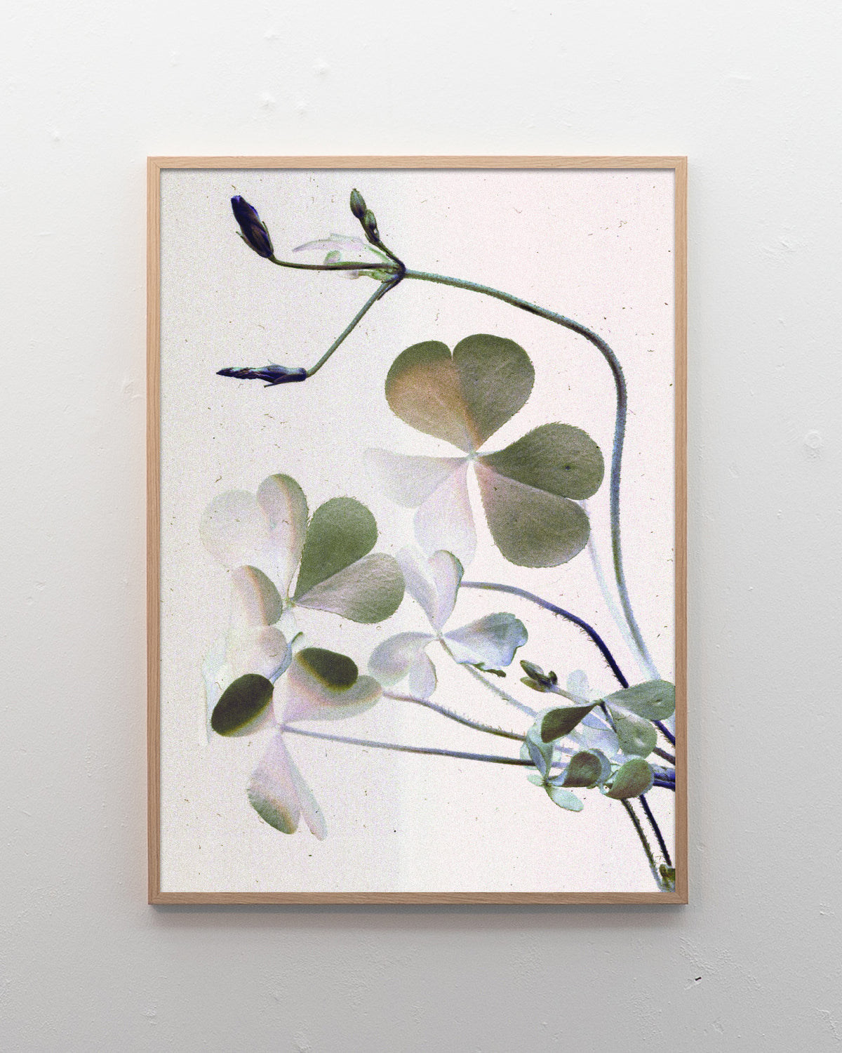 Clover
