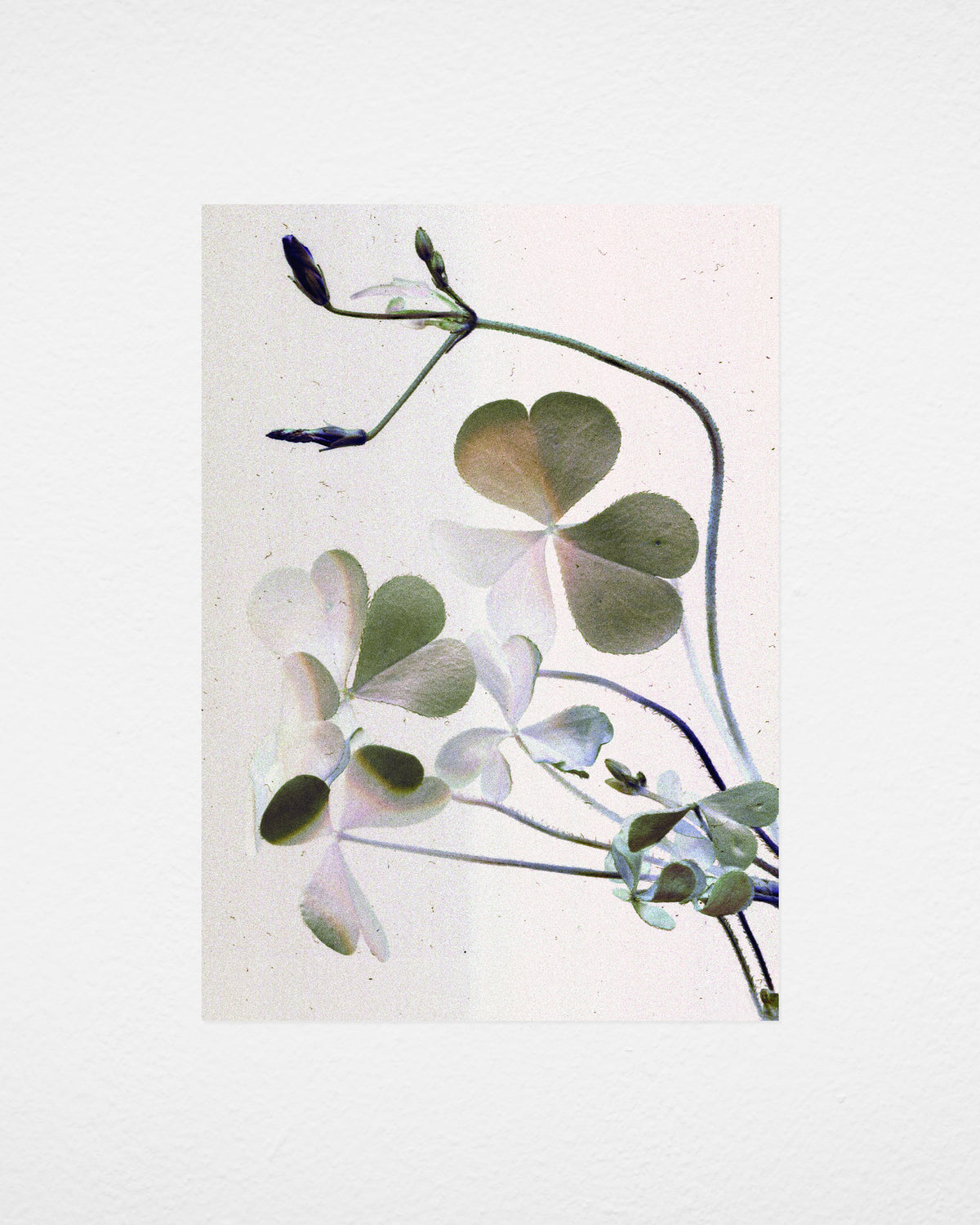 Clover